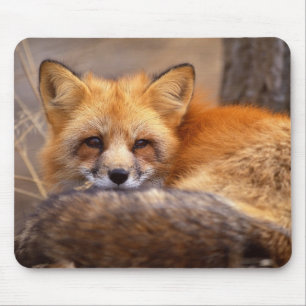 Red Fox Mouse Pad