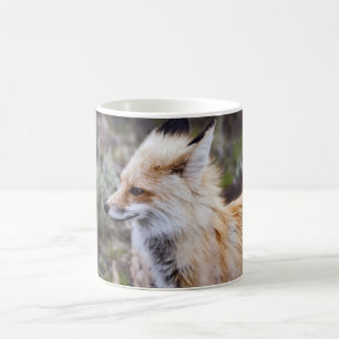 Red Fox - Mugs