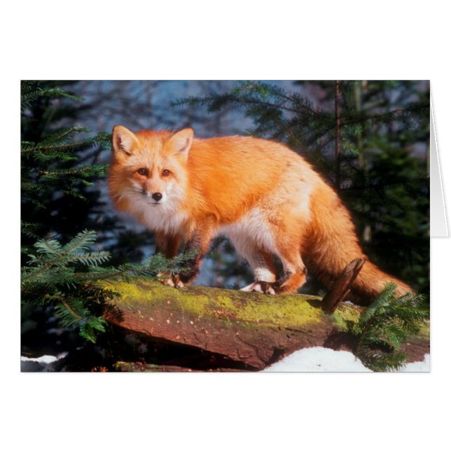 Red Fox on a log (Front Horizontal)