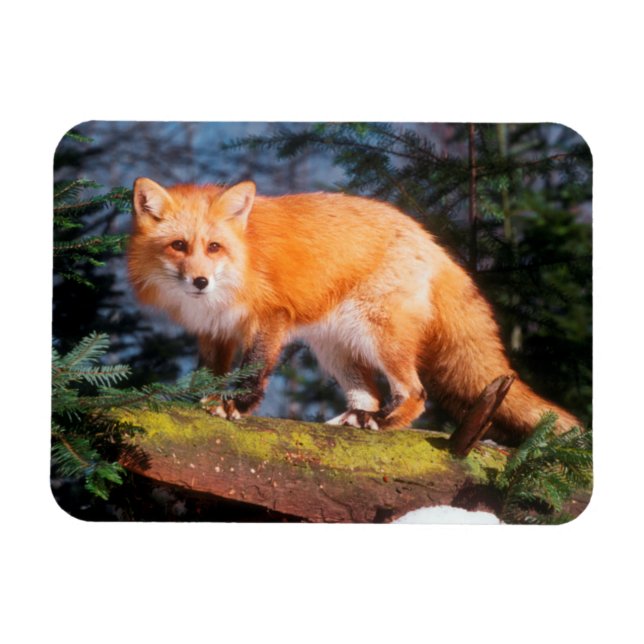 Red Fox on a log Magnet (Horizontal)