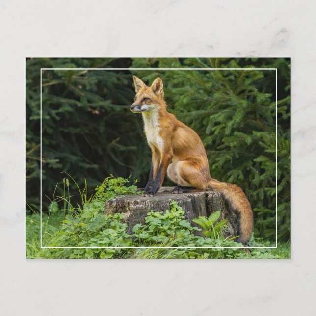 Red Fox On A Pedestal  Postcard (Front)