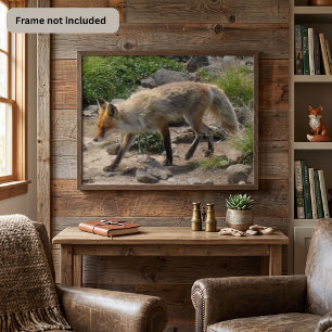 Red Fox on a Rocky Trail - Wildlife Photography Poster