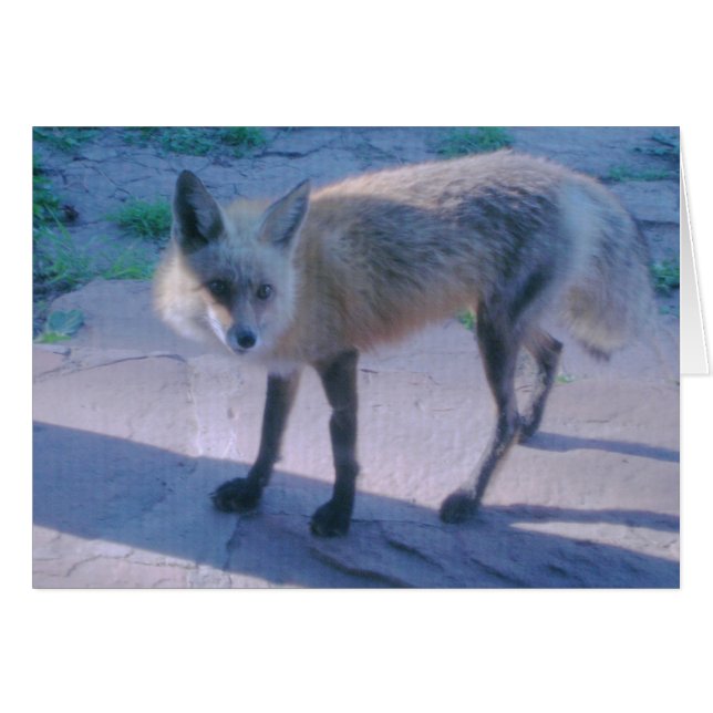 Red Fox on Porch (Front Horizontal)