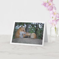 Red Fox on Rock