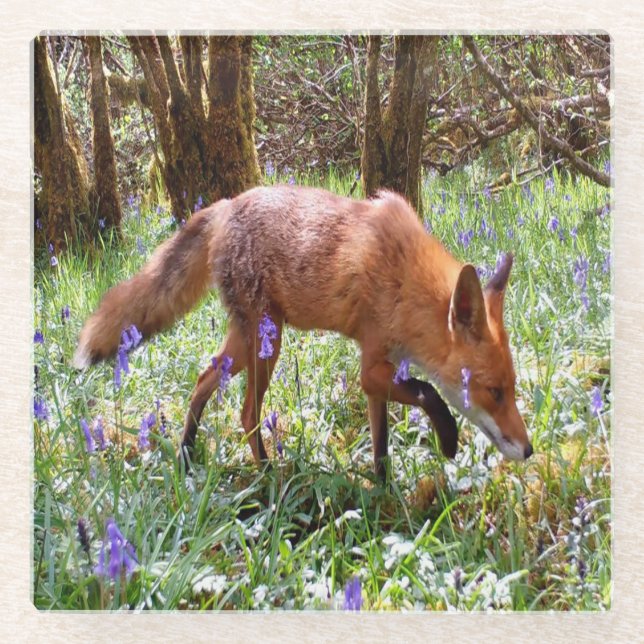 Red Fox Peaceful Woodland Scene Bluebell Bloom Art Glass Coaster (Front)