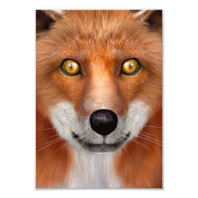 Red Fox Photo Print (Front)
