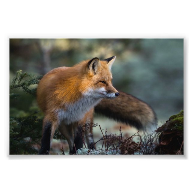 Red Fox Photo Print (Front)