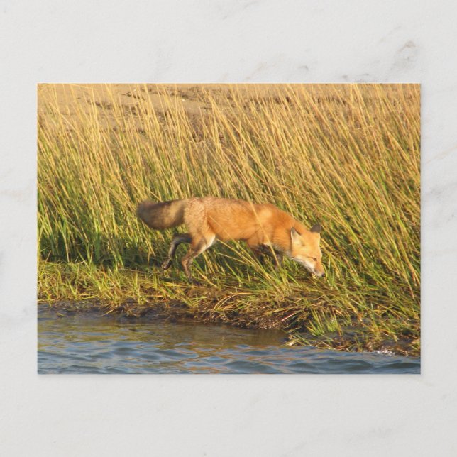 Red Fox Photograph Postcard (Front)