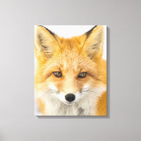 Red Fox Portrait