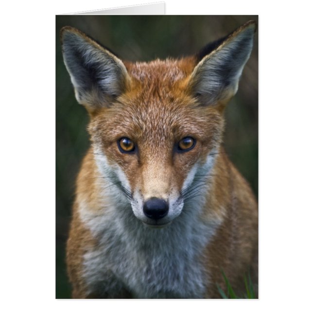 Red Fox Portrait Card (Front)
