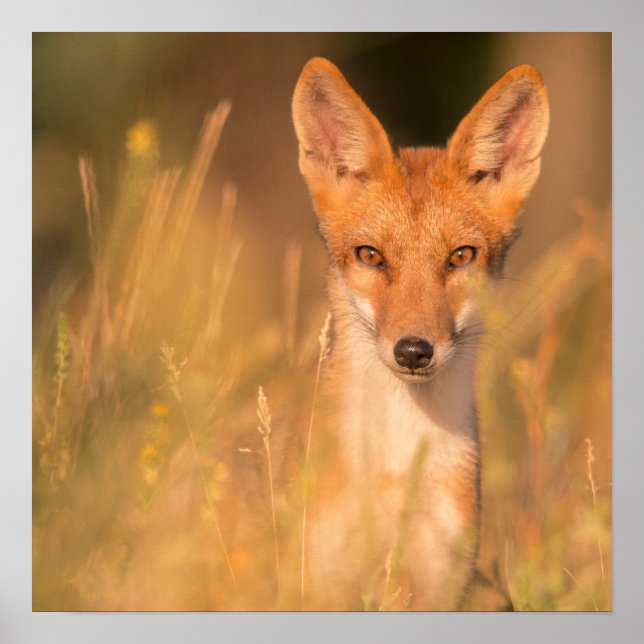 Red Fox Portrait in Golden Grass Poster (Front)