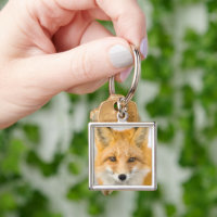 Red Fox Portrait