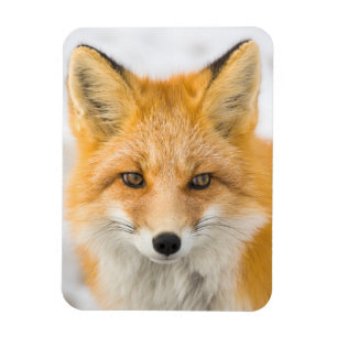 Red Fox Portrait Magnet