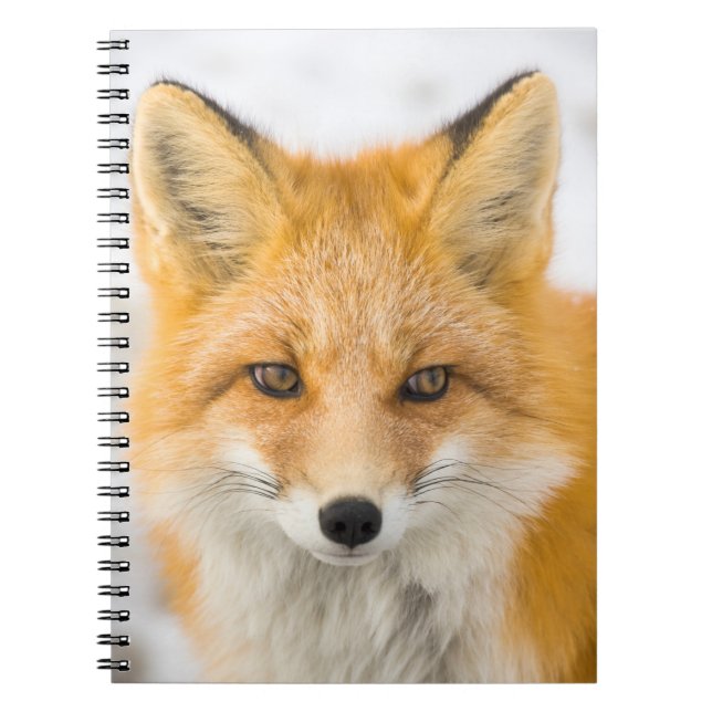 Red Fox Portrait Notebook (Front)