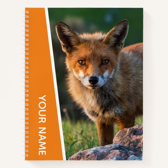 Red Fox Portrait Photo Sunset Australia, Orange Notebook (Front)