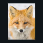 Red Fox Portrait Postcard<br><div class="desc">Red fox in Alaska's Arctic,  Atigun Pass,  Brooks Range</div>