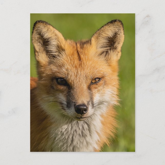 Red Fox Portrait Postcard (Front)