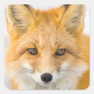 Red Fox Portrait Square Sticker
