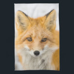 Red Fox Portrait Tea Towel<br><div class="desc">Red fox in Alaska's Arctic,  Atigun Pass,  Brooks Range</div>