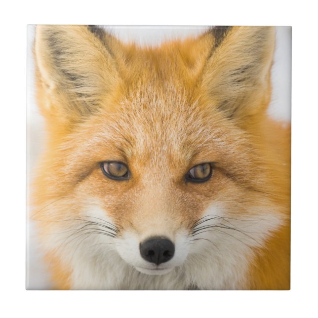 Red Fox Portrait Tile (Front)