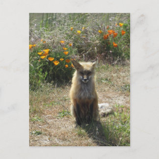 Red Fox Postcard