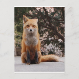 Red Fox Postcard