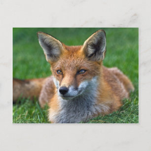 Red Fox Postcard