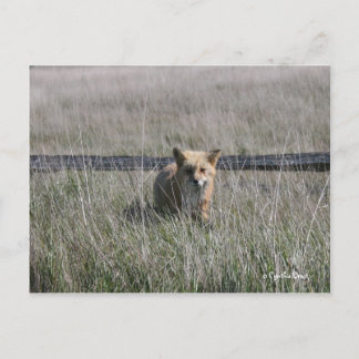 Red Fox Postcard