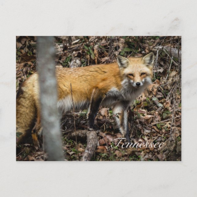 Red Fox Postcard (Front)