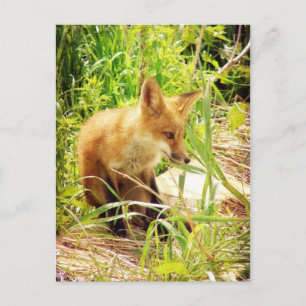 Red Fox Postcard
