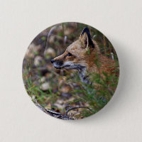 Red Fox - Profile of a Fox