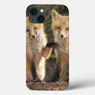 Red Fox pup in front of den Vulpes vulpes) iPhone 13 Case