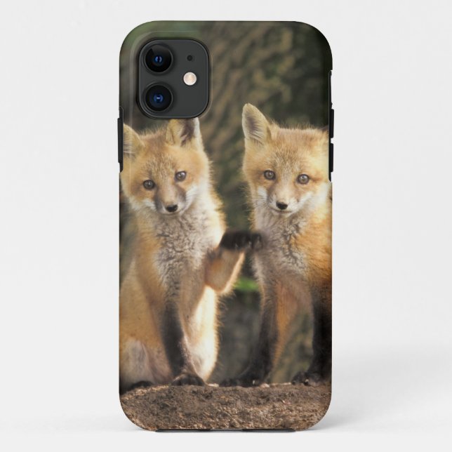 Red Fox pup in front of den Vulpes vulpes) Case-Mate iPhone Case (Back)