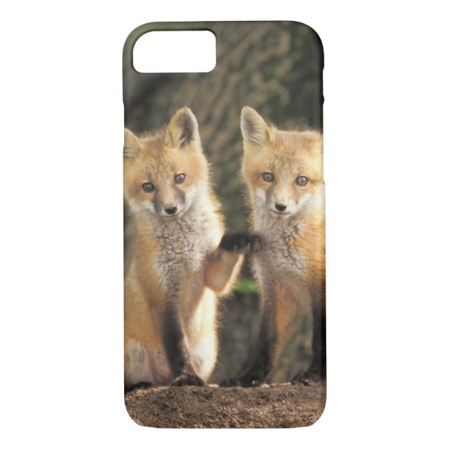 Red Fox pup in front of den Vulpes vulpes) Case-Mate iPhone Case (Back)