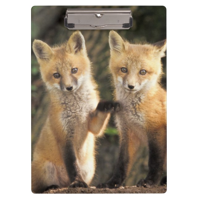 Red Fox pup in front of den Vulpes vulpes) Clipboard (Front)