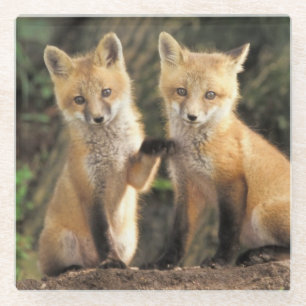 Red Fox pup in front of den Vulpes vulpes Glass Coaster