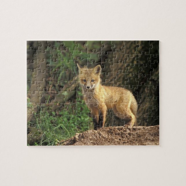 Red Fox pup in front of den (Vulpes vulpes) Jigsaw Puzzle (Horizontal)