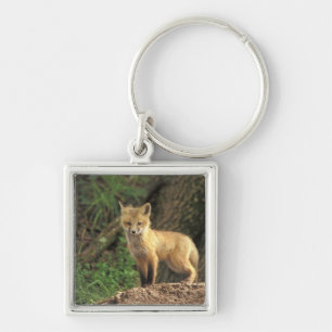 Red Fox pup in front of den (Vulpes vulpes) Key Ring