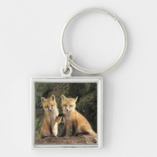 Red Fox pup in front of den Vulpes vulpes) Key Ring