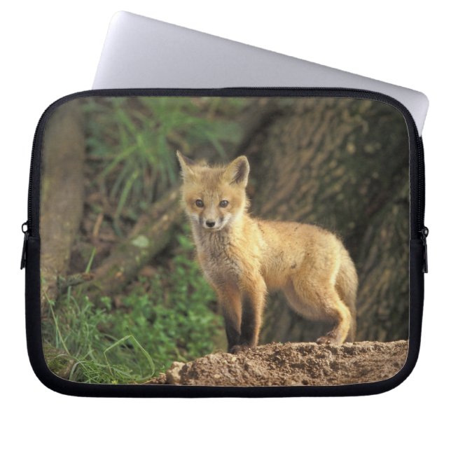 Red Fox pup in front of den (Vulpes vulpes) Laptop Sleeve (Front)