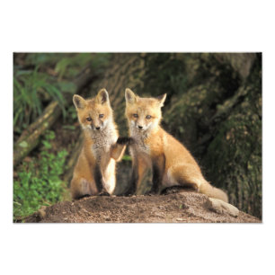 Red Fox pup in front of den Vulpes vulpes) Photo Print