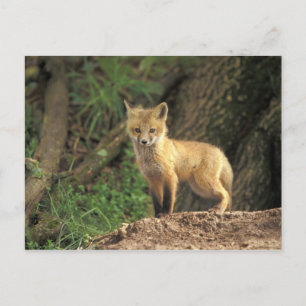Red Fox pup in front of den (Vulpes vulpes) Postcard