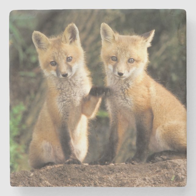 Red Fox pup in front of den Vulpes vulpes) Stone Coaster (Front)