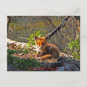 Red Fox Pup Postcard