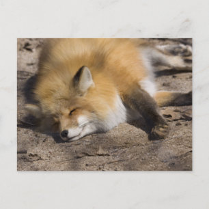 Red Fox Resting Postcard