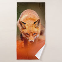 Red fox running on orange autumn leaves. Cute Red 