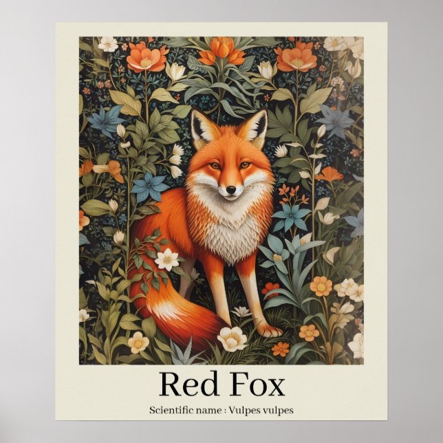 Red Fox Scientific Name Wildlife Poster (Front)
