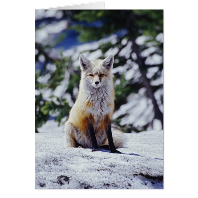 Red Fox sitting on snow bank, Vulpes, Mt. (Front)