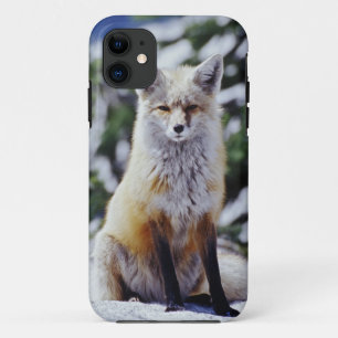 Red Fox sitting on snow bank, Vulpes, Mt. Case-Mate iPhone Case