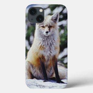 Red Fox sitting on snow bank, Vulpes, Mt. iPhone 13 Case